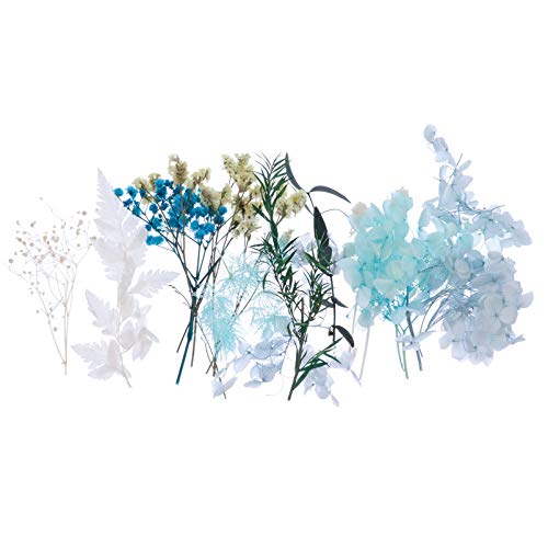 Ciieeo 1 Schachtel DIY Getrocknete Blumen Materialset für Handarbeit Kreative Bastelblumen für Dekoration und Projekte Geeignet für Handwerke Scrapbooking und von Ciieeo