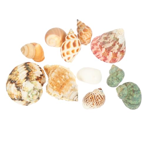 Ciieeo 4 Sätze Aquarium Landschaftsbau Muschel Zubehör für Aquarien Ornament Tank aquaristik zubehör tischdeko esstisch gehäuse Muscheln von Einsiedlerkrebsen Tischdekoration für zu Hause Ciieeo 4 Sätze Aquarium Landschaftsbau Muschel Zubehör für Aquarien Ornament Tank aquaristik zubehör tischdeko esstisch gehäuse Muscheln von Einsiedlerkrebsen Tischdekoration für zu Hause von Ciieeo