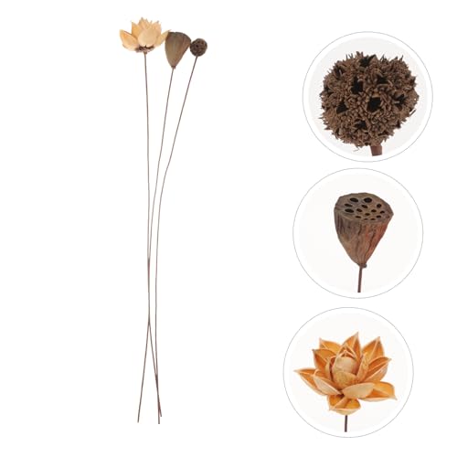 Ciieeo Getrocknete Lotusblume mit Stiel Chinesisches Zen deko Rustikale Farbgestaltung Natürliche Getrocknete Blumenarrangements für Wohnzimmer Büro Hochzeit und Party Floraler Ciieeo Getrocknete Lotusblume mit Stiel Chinesisches Zen deko Rustikale Farbgestaltung Natürliche Getrocknete Blumenarrangements für Wohnzimmer Büro Hochzeit und Party Floraler von Ciieeo