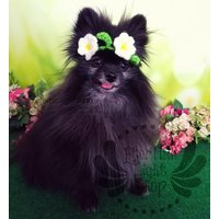 Frühlingsblumenkrone | xxs-xxxl in Beliebigen Farben Und Größen von CillaMonsta