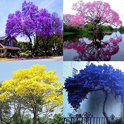 Cioler Blauglockenbaum Samen Paulownia Samen mit betörend duftenden Blüten Blumensamen mehrjährig winterhart von Cioler