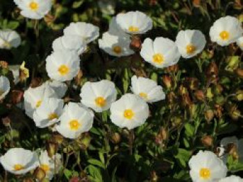 Salbeiblättrige Zistrose, Cistus salviifolius, Containerware von Cistus salviifolius