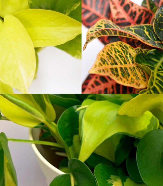 CitySens 3er-Pack Freude Limette von CitySens