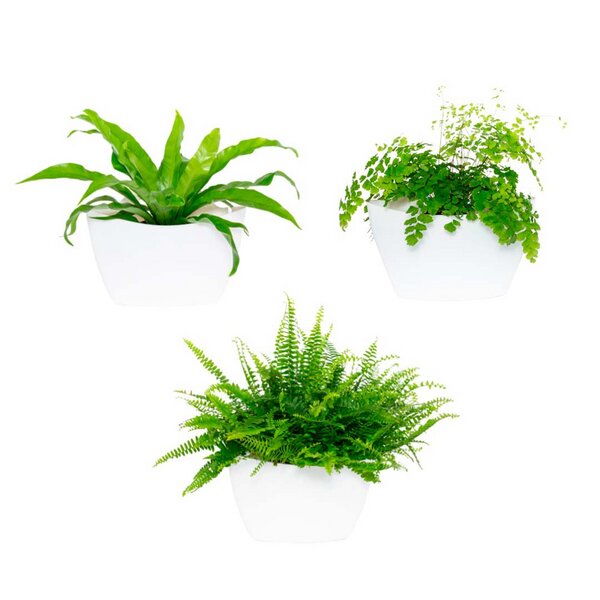 CitySens 3er-Pack Wand-Blumentopf von CitySens