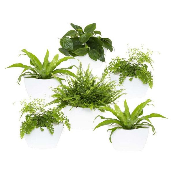 CitySens 6er-Pack Wand-Blumentopf mit automatischer Bewässerung CitySens 6er-Pack Wand-Blumentopf mit automatischer Bewässerung von CitySens