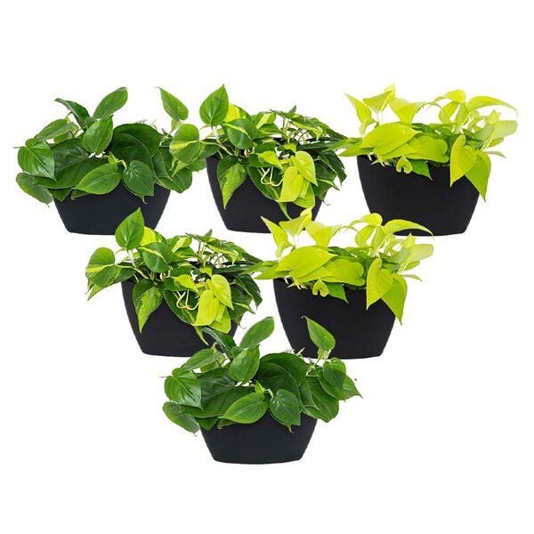 CitySens 6er-Pack Wand-Blumentopf mit automatischer Bewässerung CitySens 6er-Pack Wand-Blumentopf mit automatischer Bewässerung von CitySens