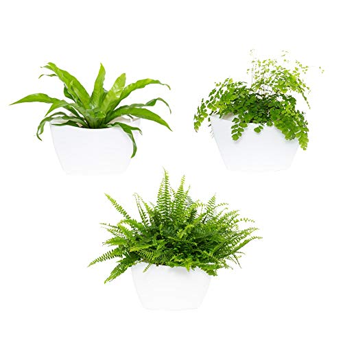 CitySens 3er Pack Wand-Blumentopf mit Selbstbewässerung, Weiß CitySens 3er Pack Wand-Blumentopf mit Selbstbewässerung, Weiß von Citysens