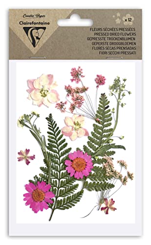 Clairefontaine 195591C- Packung mit 12 gepressten Trockenblumen, Rosa, 1 Pack von Clairefontaine