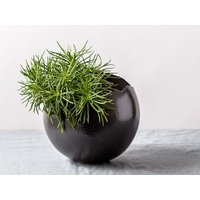 Mittelgroßer Schwarzer Keramik-Blumentopf Für Sukkulenten Mit Drainagelöchern Und Unterteller, Runder Kugelförmiger Blumentopf, Elegante Vase von ClaybyDannah
