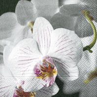 Servietten 20 St. 33x33cm LUNCH Orchideenblüte / BEAUTIFUL ORCHID von Clayre & Eef