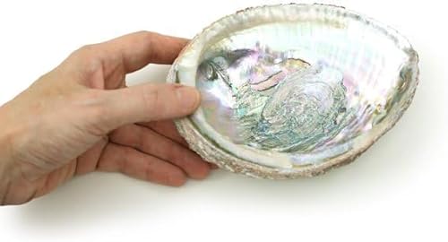 1 x bunte große Abalone-Schale, 10,2 - 11,4 cm, natürliche Verschmierschale zum Verbrennen von Salbei und Räucherstäbchen, Muscheln, zum Dekorieren und Präsentieren von Räucherstäbchenhaltern von Cldaisy