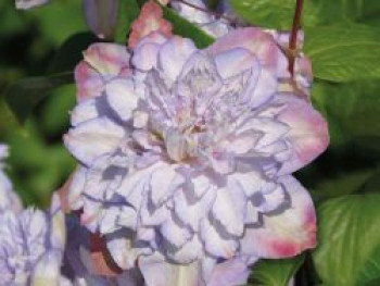 Waldrebe 'Anna's Choice', 50-100 cm, Clematis 'Anna's Choice', Containerware von Clematis 'Anna's Choice'