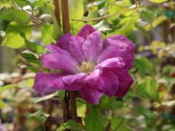 Waldrebe 'Change of Heart', 50-100 cm, Clematis 'Change of Heart', Containerware von Clematis 'Change of Heart'