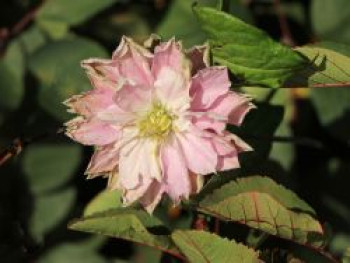 Waldrebe 'Dancing Smile', 60-100 cm, Clematis 'Dancing Smile', Containerware von Clematis 'Dancing Smile'