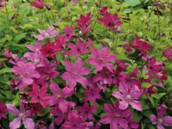 Waldrebe 'Expander', 50-100 cm, Clematis 'Expander', Containerware von Clematis 'Expander'