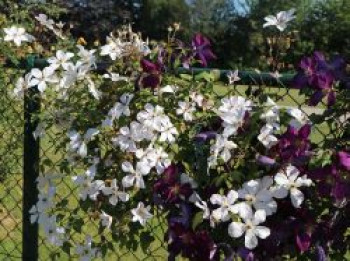 Waldrebe 'Forever Friends', 60-100 cm, Clematis 'Forever Friends', Containerware von Clematis 'Forever Friends'