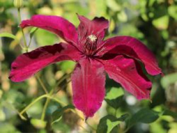 Waldrebe 'Huvi', 60-100 cm, Clematis 'Huvi', Containerware von Clematis 'Huvi'