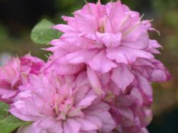Waldrebe 'Innocent Glance', 50-100 cm, Clematis 'Innocent Glance', Containerware von Clematis 'Innocent Glance'