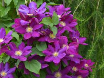 Waldrebe 'Lech Kaczyński', 50-100 cm, Clematis 'Lech Kaczyński', Containerware von Clematis 'Lech Kaczyński'