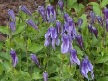 Waldrebe 'Little Artist', 50-100 cm, Clematis 'Little Artist', Containerware von Clematis 'Little Artist'