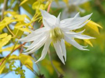 Waldrebe 'Luminous Snow', 50-100 cm, Clematis 'Luminous Snow', Containerware von Clematis 'Luminous Snow'