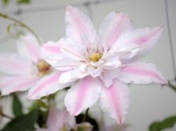 Waldrebe 'Matka Siedliska', 50-100 cm, Clematis 'Matka Siedliska', Containerware von Clematis 'Matka Siedliska'