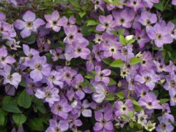 Waldrebe 'Morning Sky', 50-100 cm, Clematis 'Morning Sky', Containerware von Clematis 'Morning Sky'