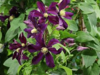 Waldrebe 'Once More', 50-100 cm, Clematis 'Once More', Containerware von Clematis 'Once More'