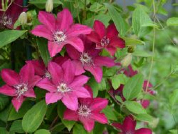 Waldrebe 'Perida', 50-100 cm, Clematis 'Perida', Containerware von Clematis 'Perida'