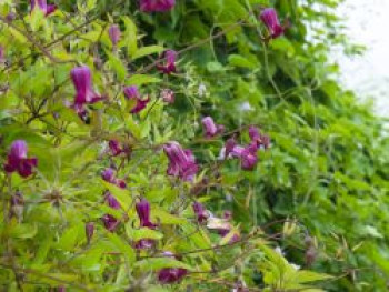 Waldrebe 'Princess Red', 50-100 cm, Clematis 'Princess Red', Containerware von Clematis 'Princess Red'