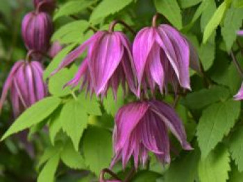 Waldrebe 'Purple Dream', 50-100 cm, Clematis 'Purple Dream', Containerware von Clematis 'Purple Dream'