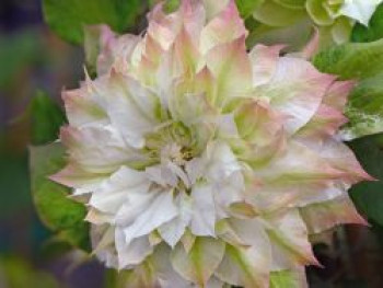 Waldrebe 'Sen-no-Kaze', 50-100 cm, Clematis 'Sen-no-Kaze', Containerware von Clematis 'Sen-no-Kaze'