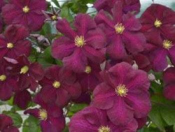 Waldrebe 'Słowianka', 50-100 cm, Clematis 'Słowianka', Containerware von Clematis 'Słowianka'