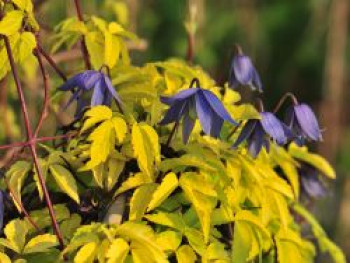 Waldrebe 'Stolwijk Gold', 50-100 cm, Clematis 'Stolwijk Gold', Containerware von Clematis 'Stolwijk Gold'