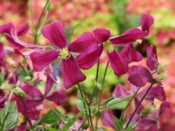 Waldrebe 'Strawberry Fields', 50-100 cm, Clematis 'Strawberry Fields', Containerware von Clematis 'Strawberry Fields'