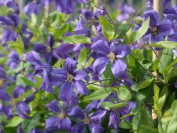 Waldrebe 'Sweet Wave', 50-100 cm, Clematis 'Sweet Wave', Containerware von Clematis 'Sweet Wave'