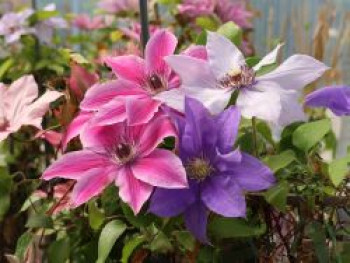 Waldrebe 'Blüten-Dreiklang', 50-100 cm, Clematis 'Blüten-Dreiklang', Containerware von Clematis 'Blüten-Dreiklang'