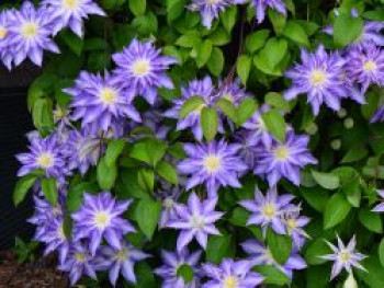 Waldrebe 'Thyrislund', 50-100 cm, Clematis 'Thyrislund', Containerware von Clematis 'Thyrislund'