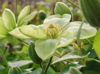 Waldrebe 'Wada's Primrose', 60-100 cm, Clematis 'Wada's Primrose', Containerware von Clematis 'Wada's Primrose'