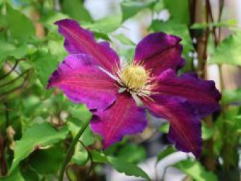 Waldrebe 'Wildfire', 60-100 cm, Clematis 'Wildfire', Containerware von Clematis 'Wildfire'