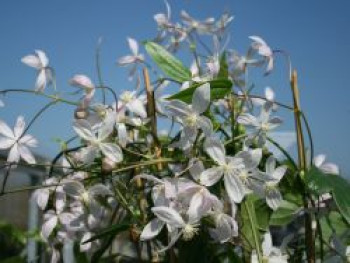 Immergrüne Clematis 'Appleblossom', 100-150 cm, Clematis armandii 'Appleblossom', Containerware von Clematis armandii 'Appleblossom'