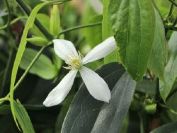 Clematis 'Snowdrift' Immergrüne Clematis, 50-100 cm, Clematis armandii 'Snowdrift', Containerware von Clematis armandii 'Snowdrift'