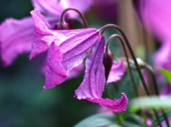 Waldrebe 'Heather Hershell', Clematis diversifolia 'Heather Hershell', Containerware von Clematis diversifolia 'Heather Hershell'