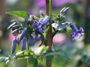 Clematis 'Cote d'Azur', Clematis heracleifolia 'Cote d'Azur', Topfware Clematis 'Cote d'Azur', Clematis heracleifolia 'Cote d'Azur', Topfware von Clematis heracleifolia 'Cote d'Azur'