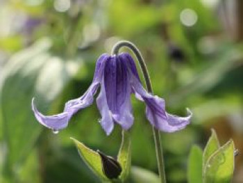 Clematis integrifolia, Containerware von Clematis integrifolia