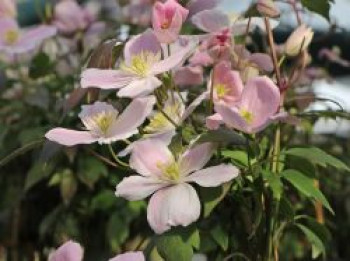 Berg-Waldrebe 'Fragrant Spring', 50-100 cm, Clematis montana 'Fragrant Spring', Containerware von Clematis montana 'Fragrant Spring'