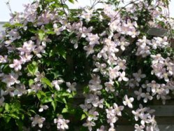 Clematis 'Rubens', 10-20 cm, Clematis montana 'Rubens', Topfware von Clematis montana 'Rubens'