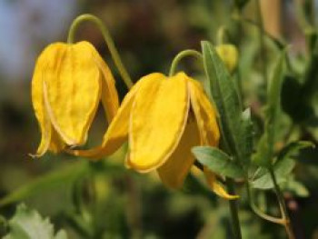 Clematis tangutica, 150-200 cm, Containerware von Clematis tangutica