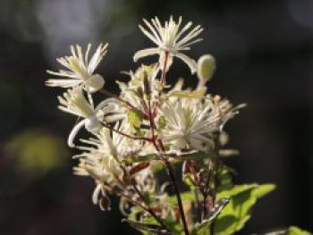 Clematis vitalba, 10-20 cm, Topfware von Clematis vitalba