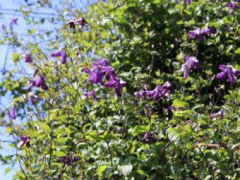 Waldrebe viticella, 50-100 cm, Clematis viticella, Containerware von Clematis viticella